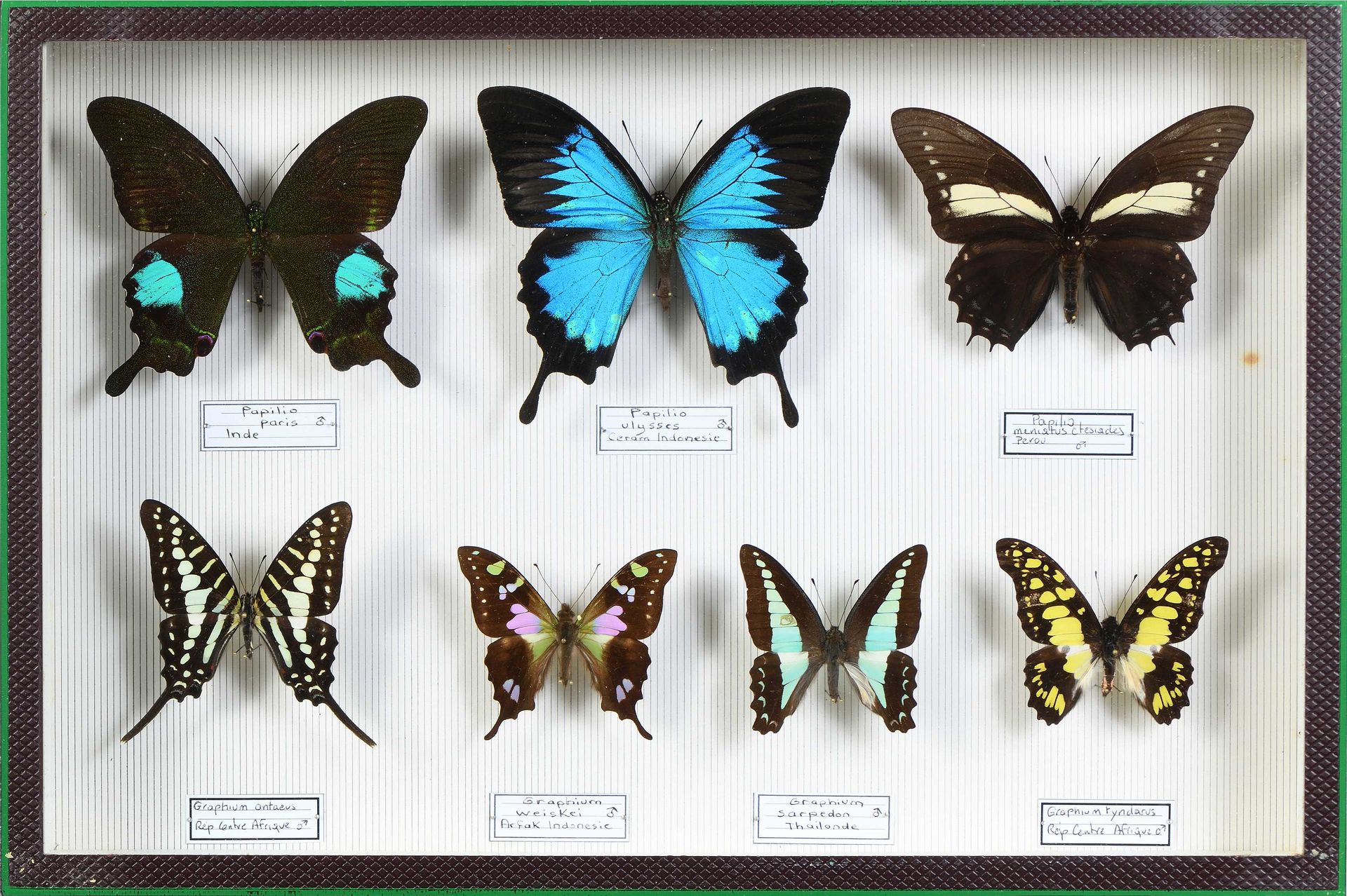 Null Papilio paris Inde, Graphium anthaeus, tyndarus et divers 7 ex.
