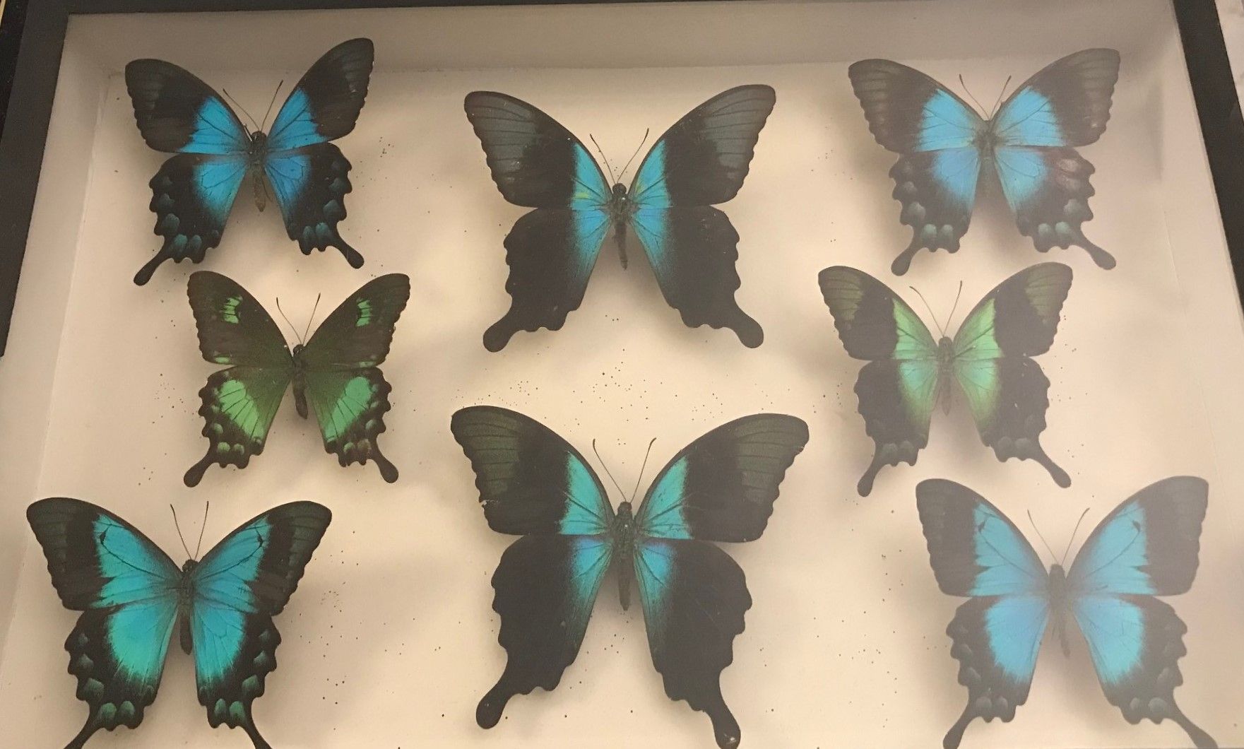 Null 
Caja de Papilionidae : Peranthus Adaniantos, Papilio Lorquiniani, Peranthu&hellip;