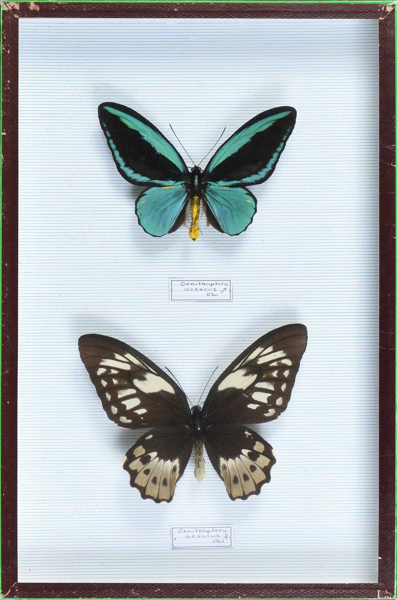 Null Ornithoptera aesacus couple Ile d'Obi Cites annexe II B