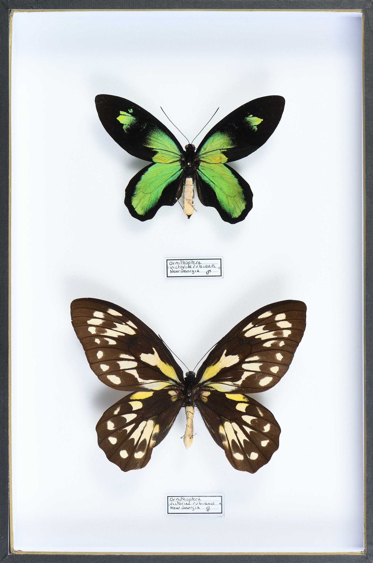 Null Ornithoptera victoriae rubianus New Georgia couple Cites annexe II B