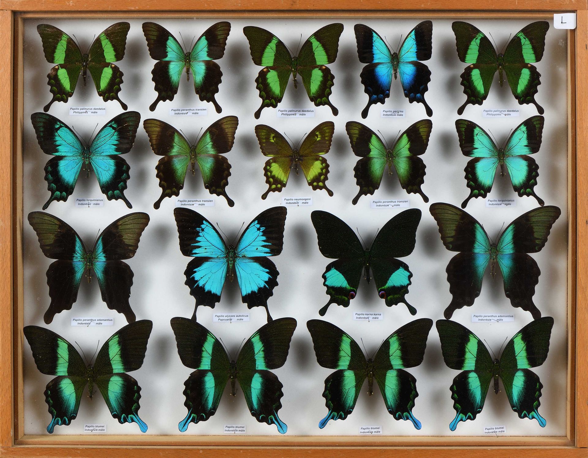 Null Ensemble de Papilio Inde-Australiens 18 ex.