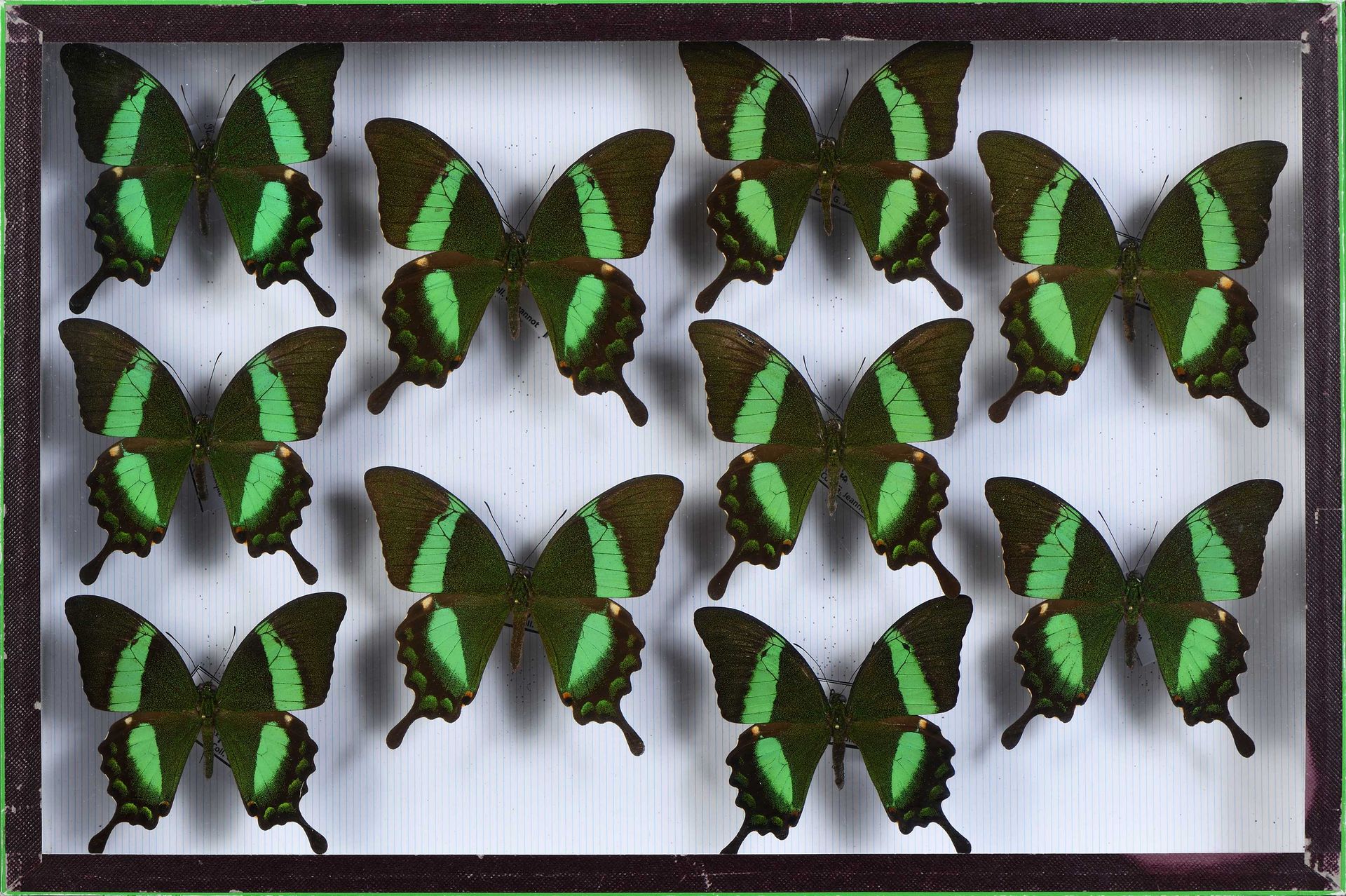 Null Papilio palinurus daedalus Philippines 10 ex
