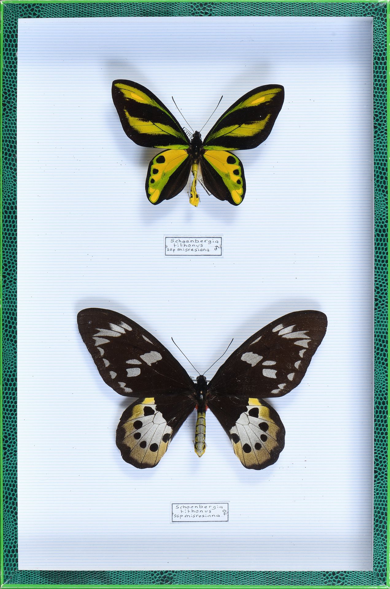 Null 
Ornithoptera tithonus misresiana coppia Irian-Jaya Indonesia