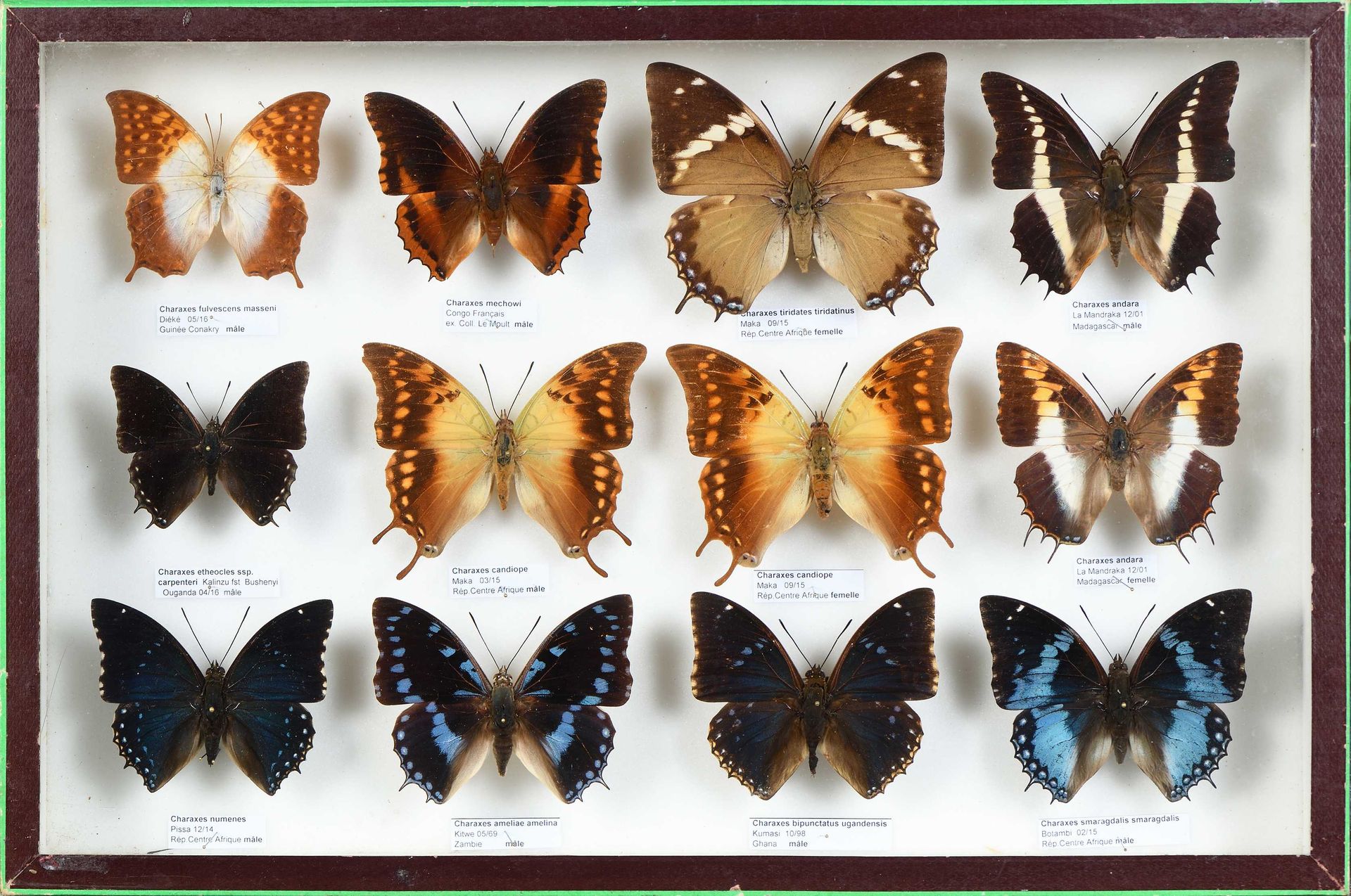 Null Charaxes ameliae, fulvescens masseni, mechwi, candiope 12 ex.