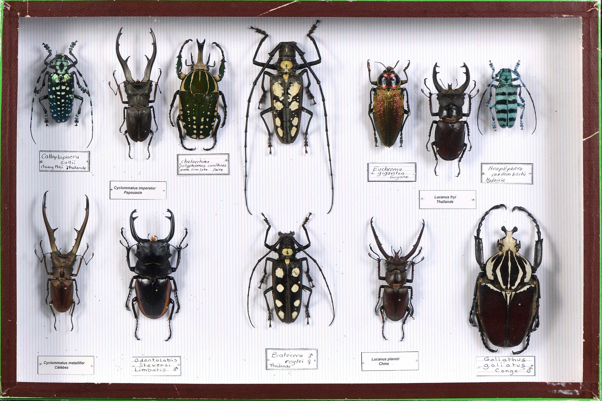 Null Batocera roylei cple,Calloplophora sollii, Lucanus planeti et divers 12ex G&hellip;