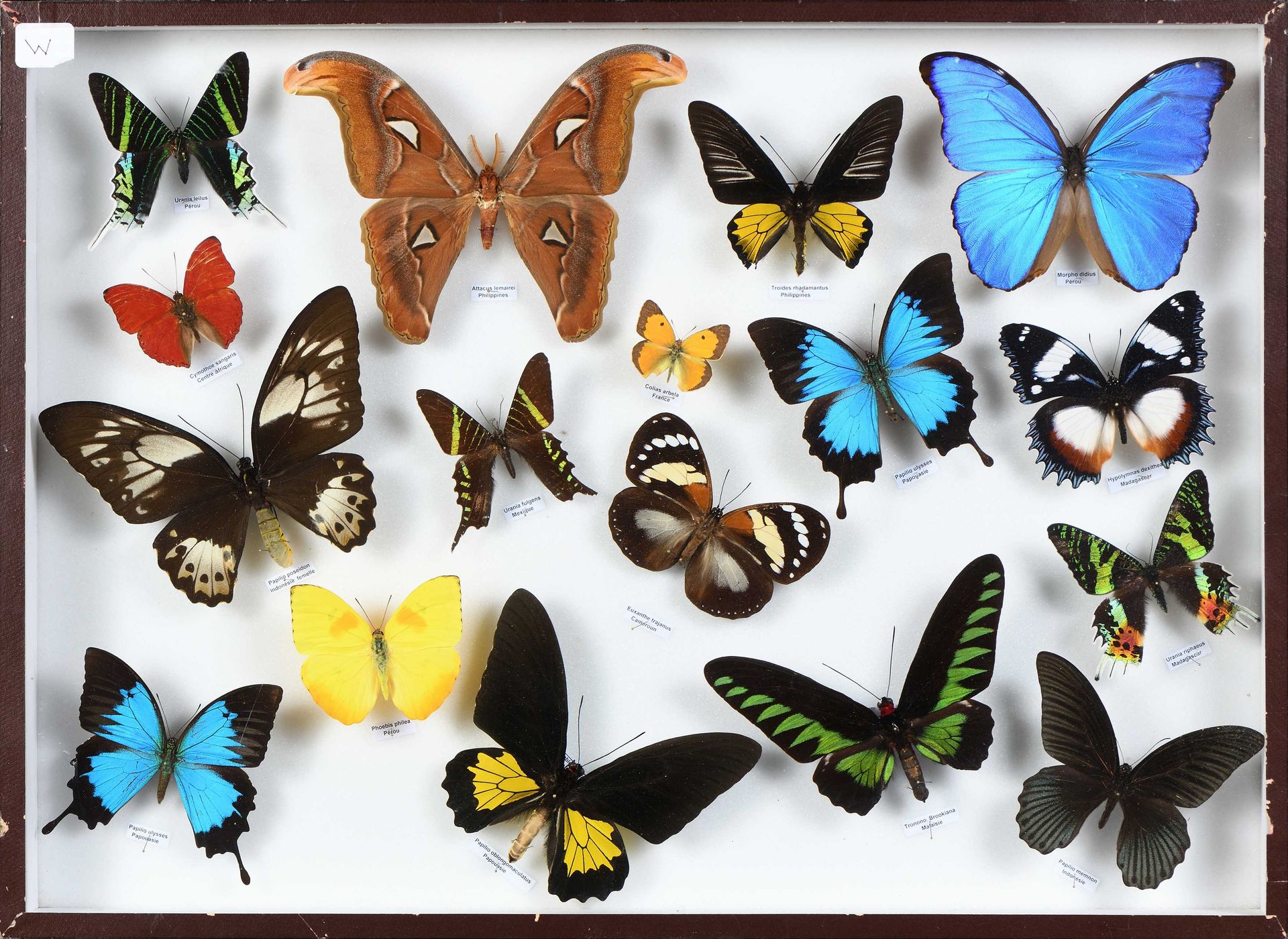 Null Grand coffret de Papillons des 5 continents: Dont Morpho.Papilio Urania, At&hellip;