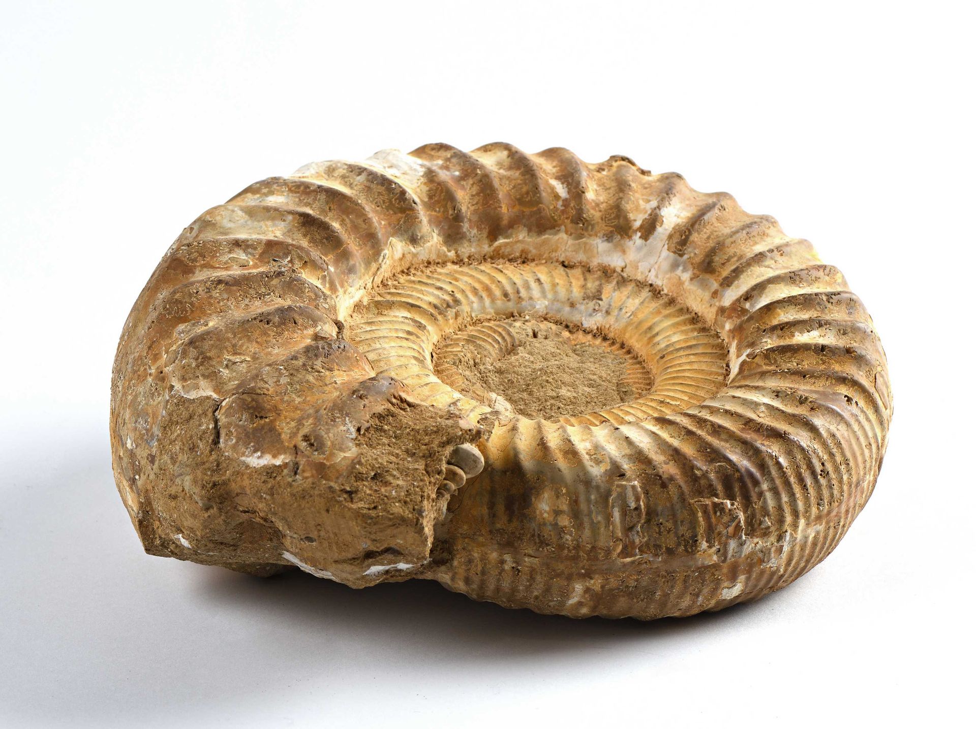 Null Ammonite brut 6kg Long : 27cm