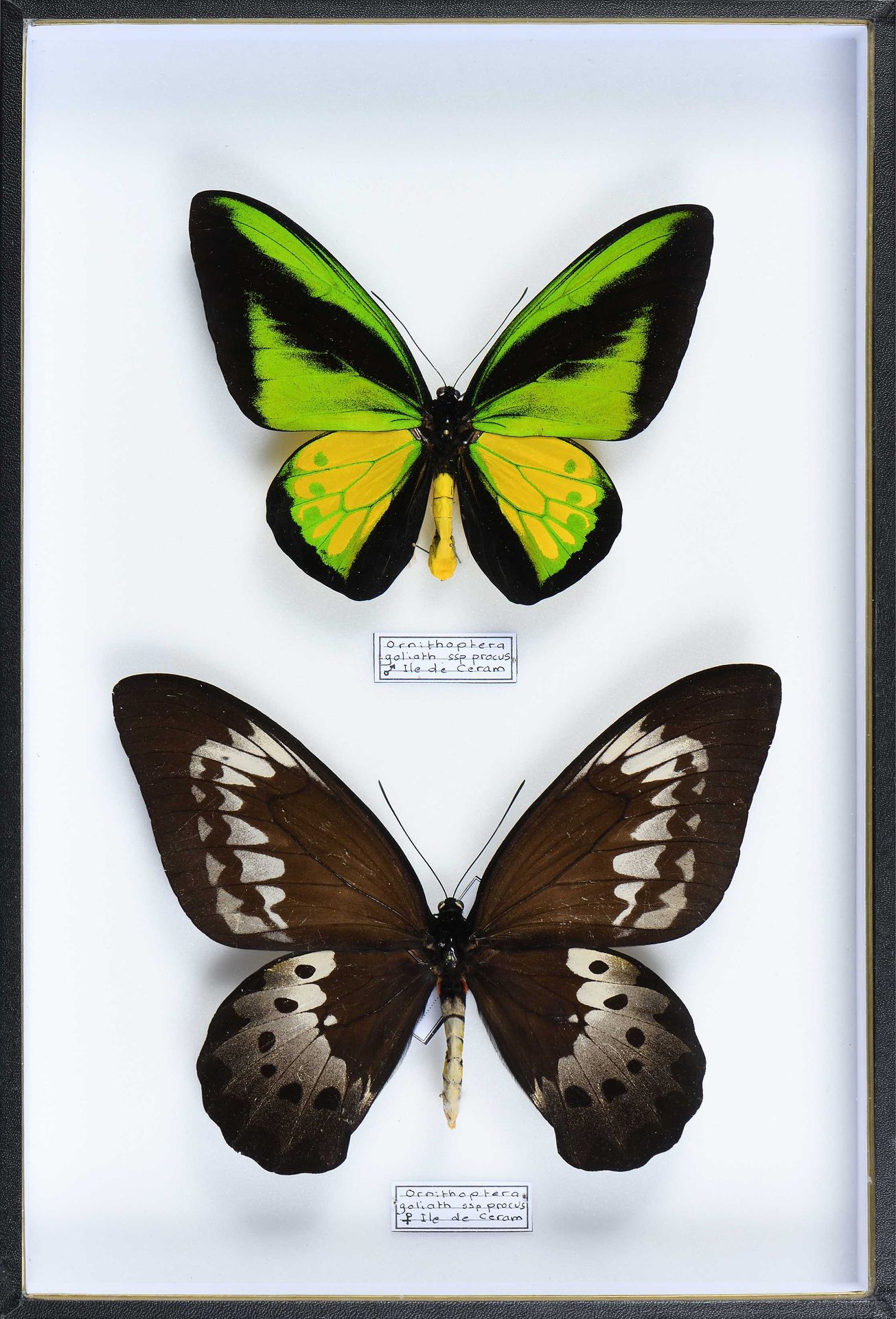 Null Ornithoptera goliath procus couple de Céram Indonésie Cites annexe II B