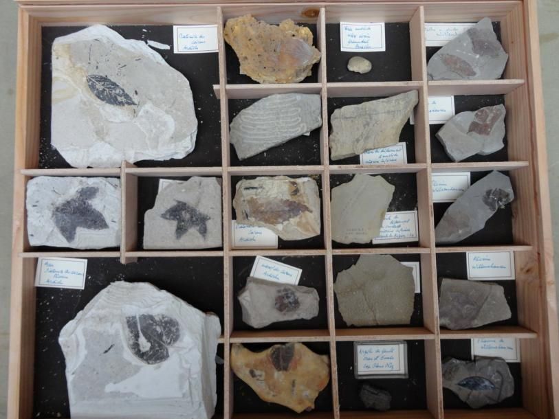 Null Divers fossiles: végétaux dans la diatomite de St Bauzile (Ardèche) acer (é&hellip;