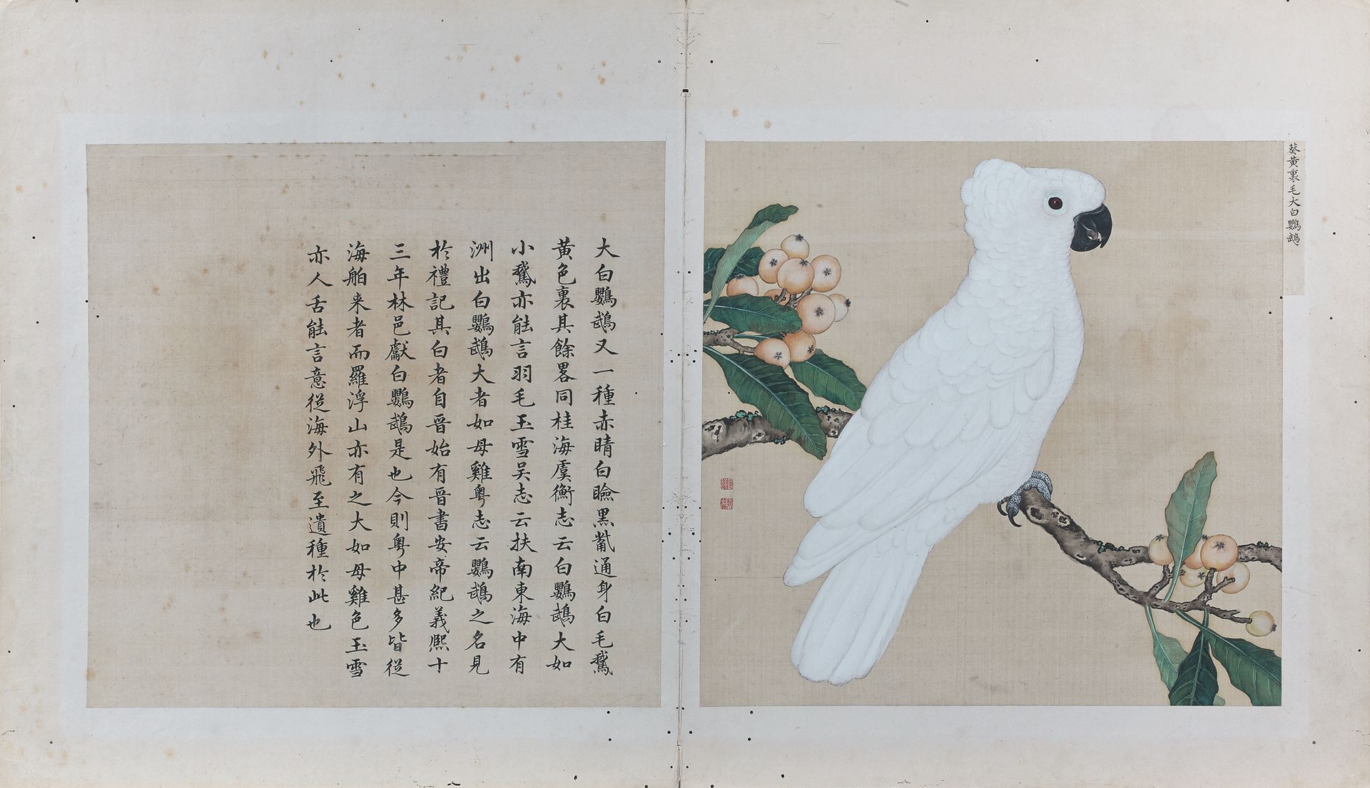 CHINE - Époque Kangxi (1662-1722) - Jiang Tingxi (1669-1732) 绢本多色水墨画，出自《鸟类手册》，由两&hellip;