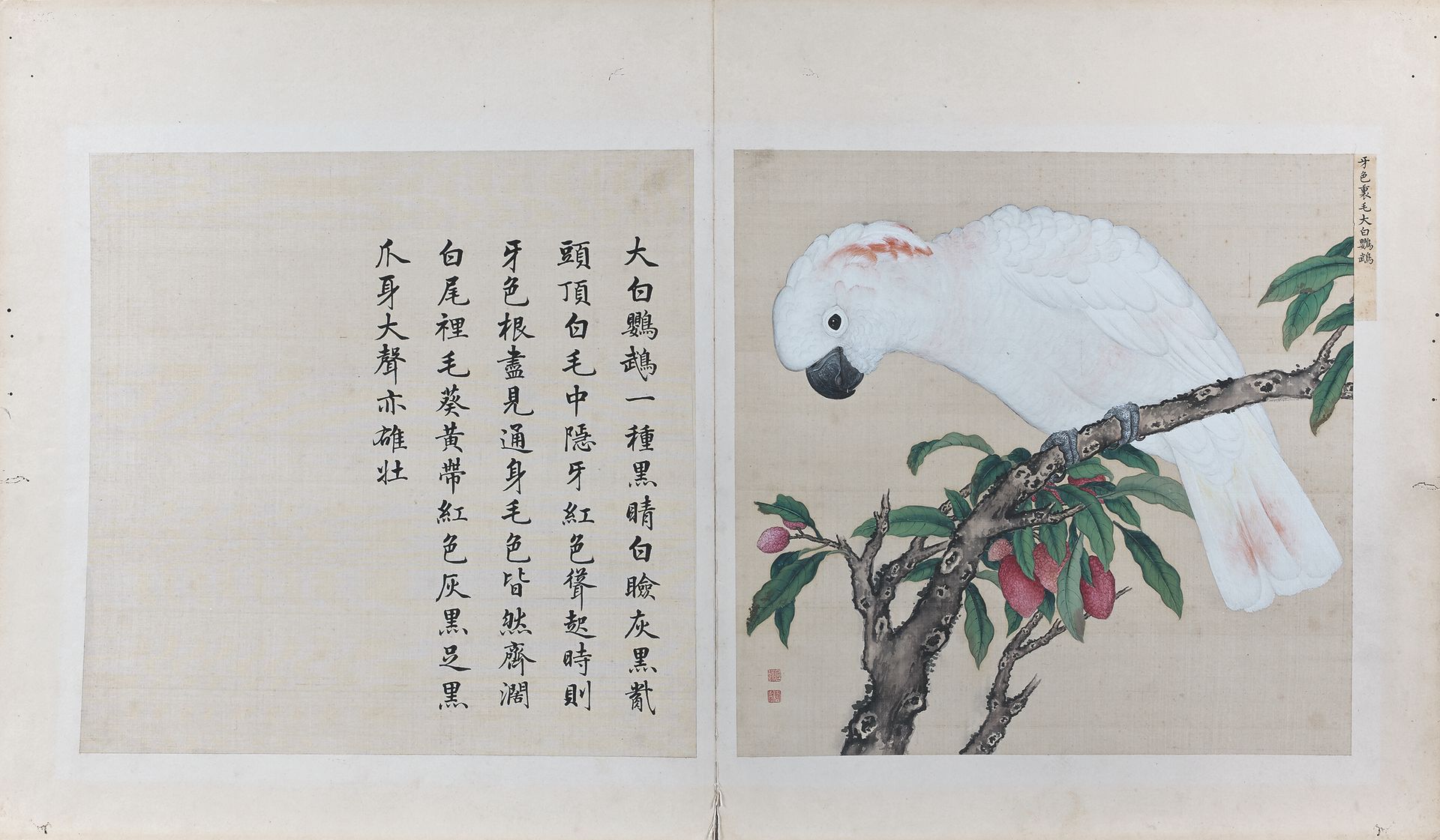 CHINE - Époque Kangxi (1662-1722) - Jiang Tingxi (1669-1732) 绢本多色水墨画，出自《鸟类手册》，由两&hellip;