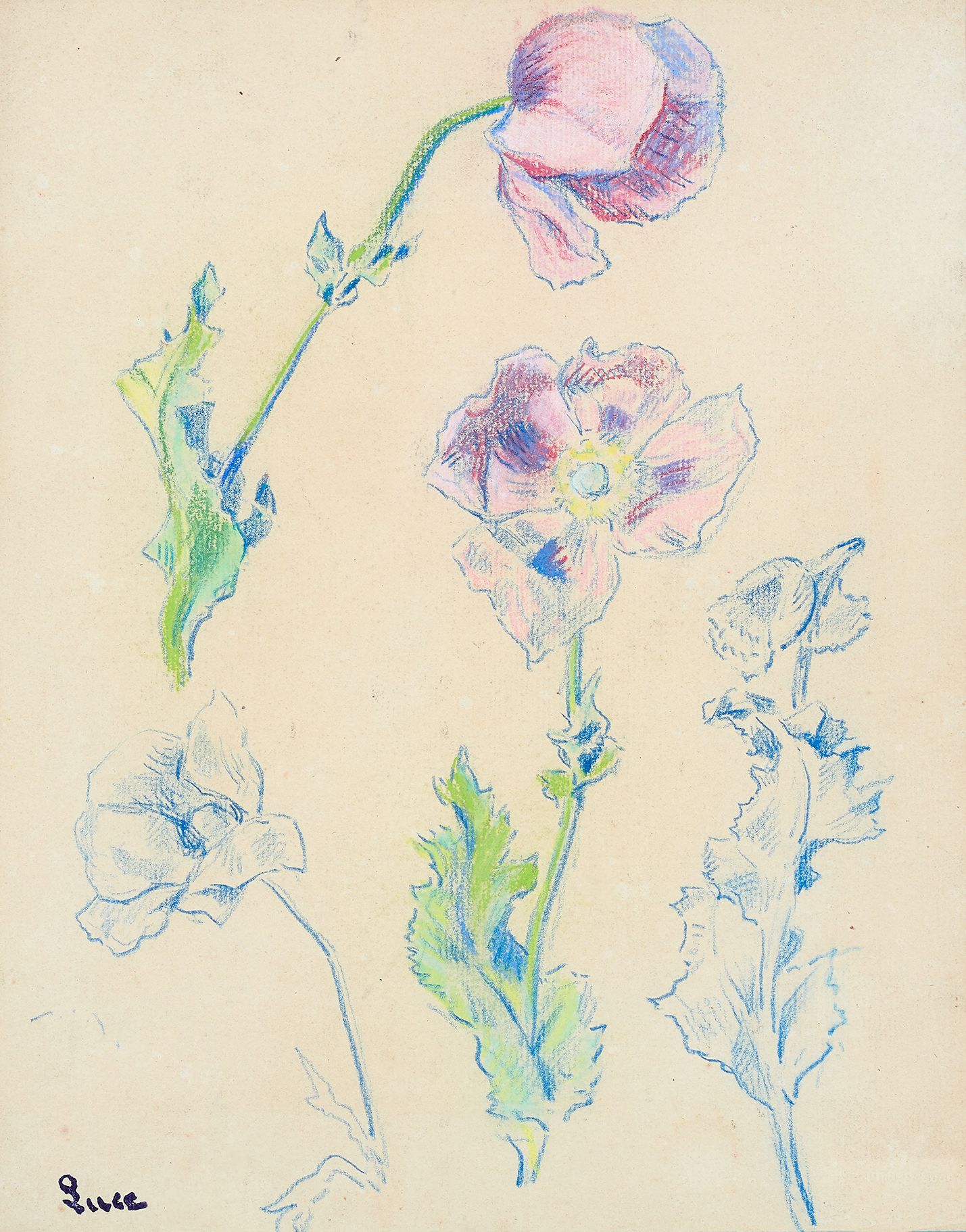 Maximilien Luce (1858-1941) 花卉研究
彩色铅笔画，左下方有签名章，右下方有Jean Bouin-Luce干章，背面有Edouard-&hellip;