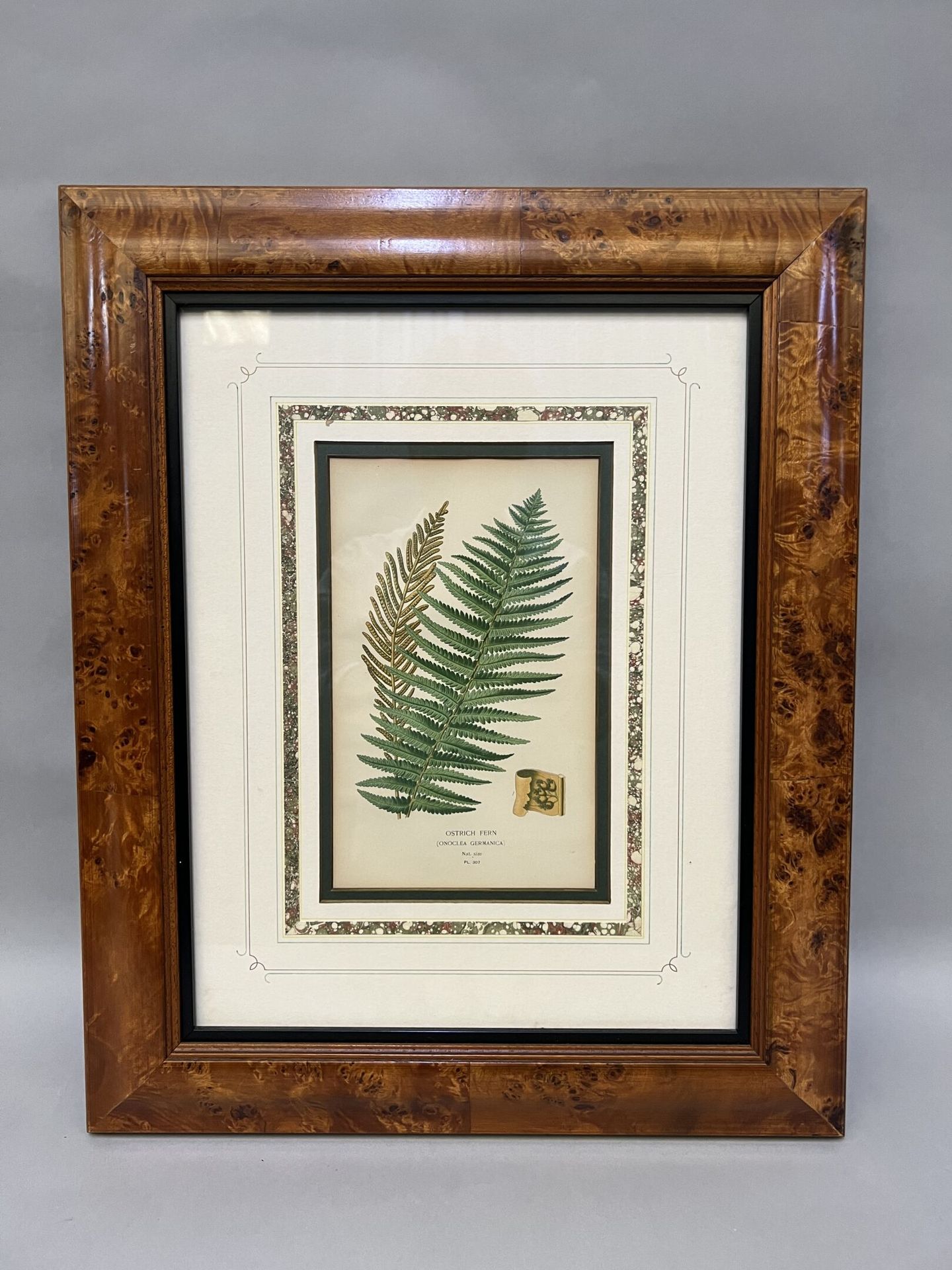 Null Suite of six lithographs in colors representing different species of ferns,&hellip;