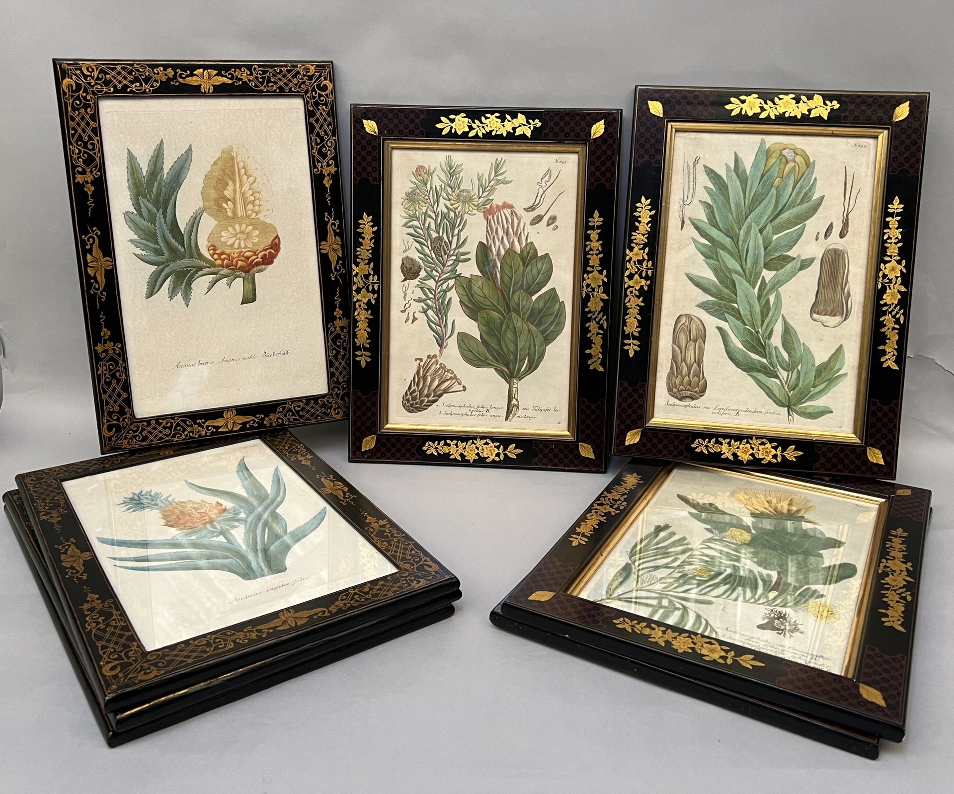 Null Ensemble de huit lithographies représentant des plantes exotiques (palmiers&hellip;