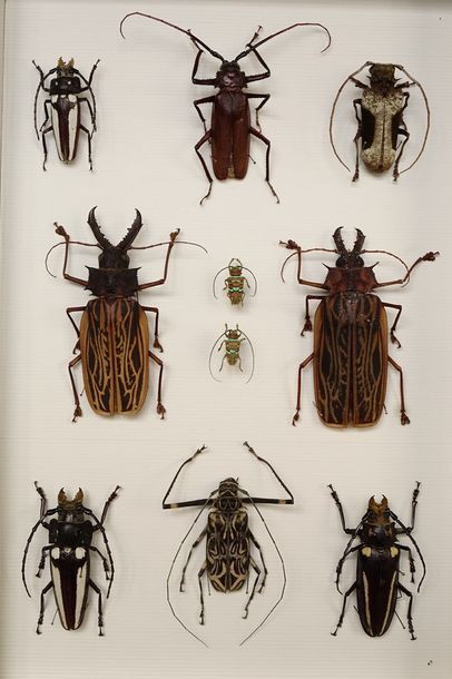 Null Cerambycidae dont Callipogon lemoinei (2m-1f).