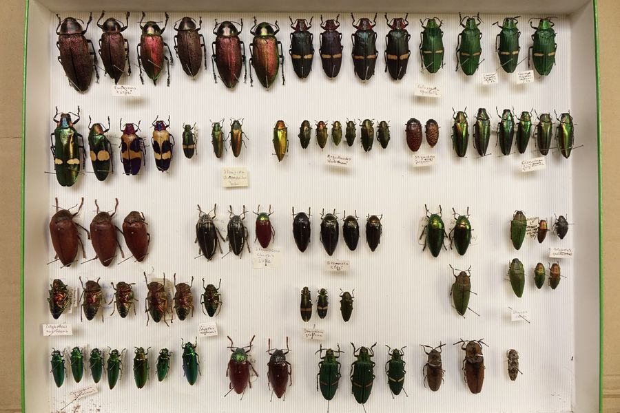 Null Coléoptères dont Buprestidae et divers.

2 boîtes.
