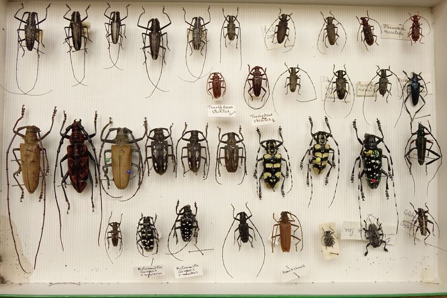 Null Coléoptères dont Cerambycidae- Curculionidae. 5 boîtes.