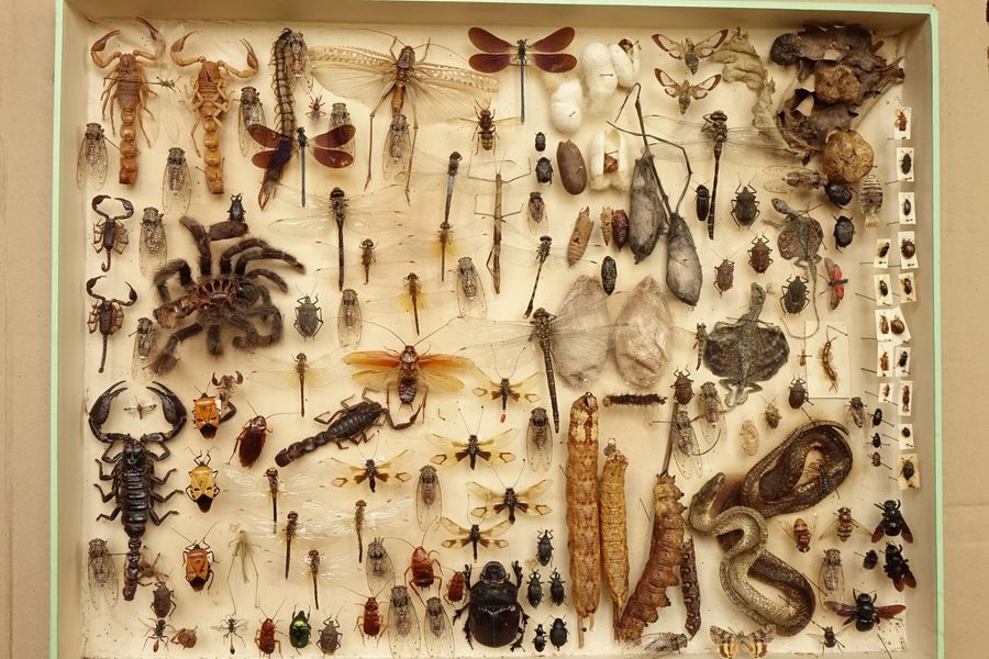 Null Coléoptères - Hyménoptères- Arachnides etc. - Exuvies- Cocons- Chenilles ….&hellip;