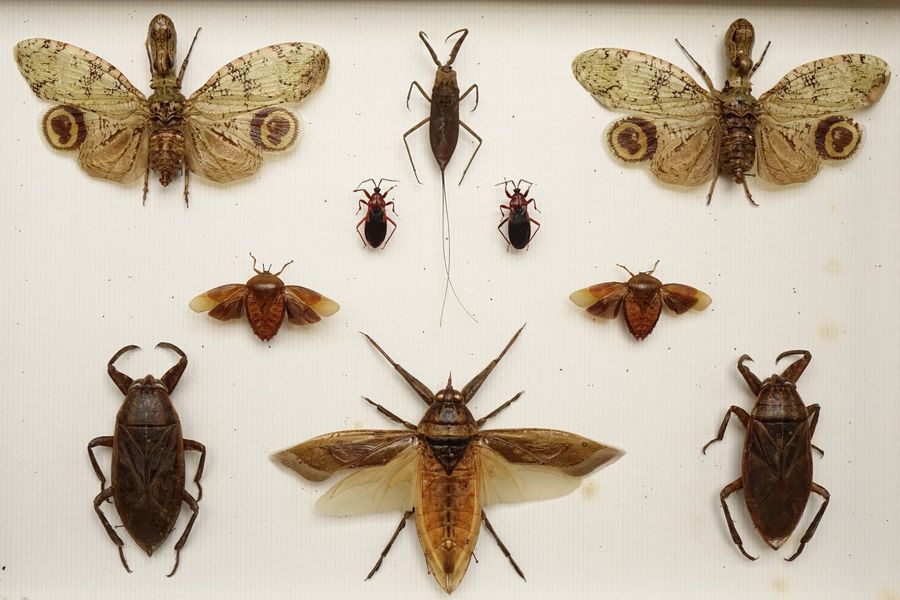 Null Phasmidae- Fulgoridae- Coléoptères …

 3 boîtes.
