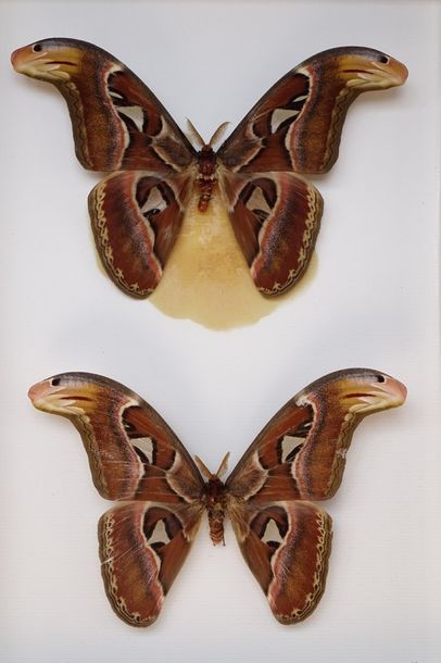 Null Hétérocères exotiques dont Thysania- Attacus- Coscinocera. 4 boîtes.
