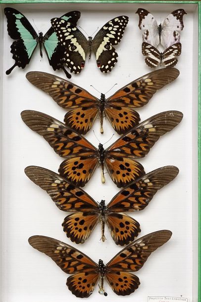 Null Lépidoptères exotiques dont Polyura- Charaxes (Asie- Afrique). 12 boîtes.
