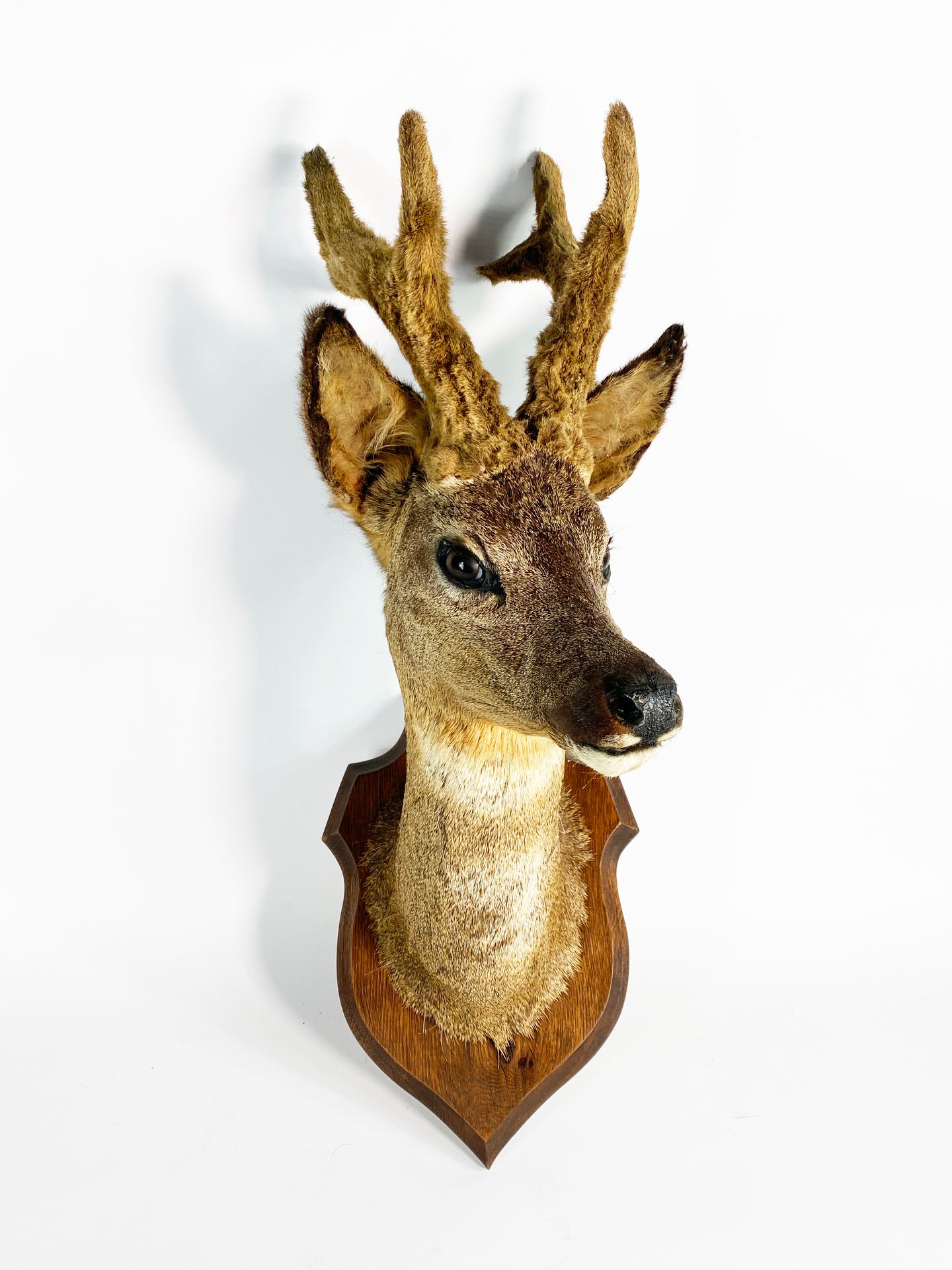 Null Naturalized deer head (Capreolus capreolus), antlers in velvet, face turned&hellip;
