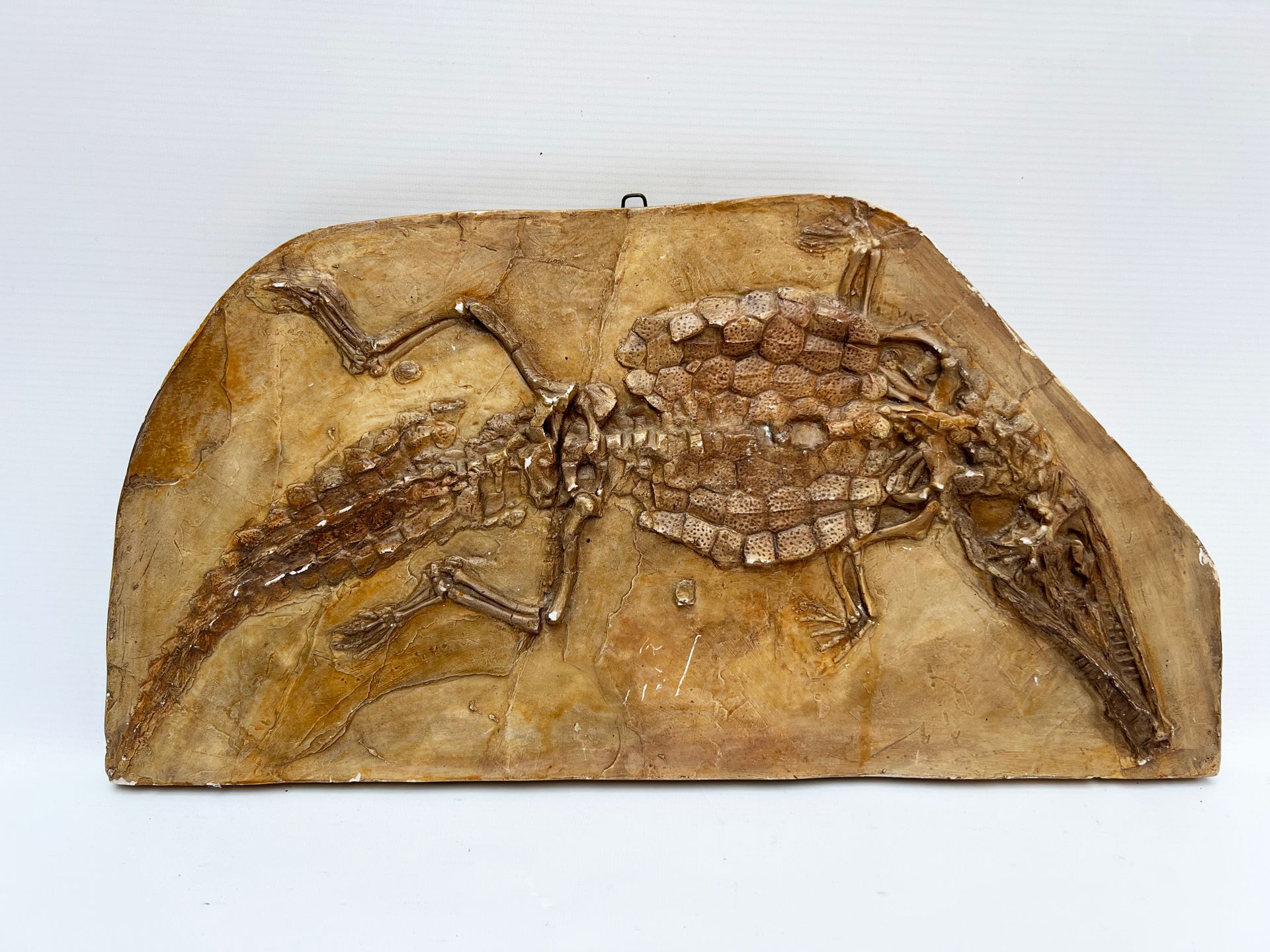 Null Crocodiles du Kimméridgien de Cerin (Ain)
fossilisé. Calcaire lithographiqu&hellip;