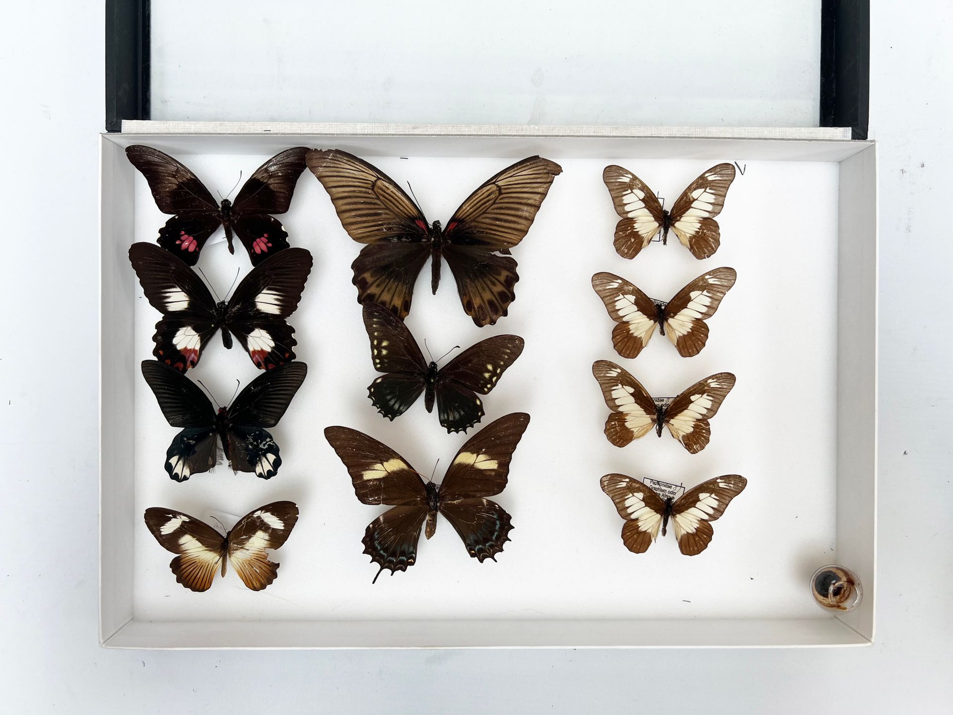 Null Ensemble entomologique comprenant 11 spécimens de lépidoptères Rhophalocère&hellip;
