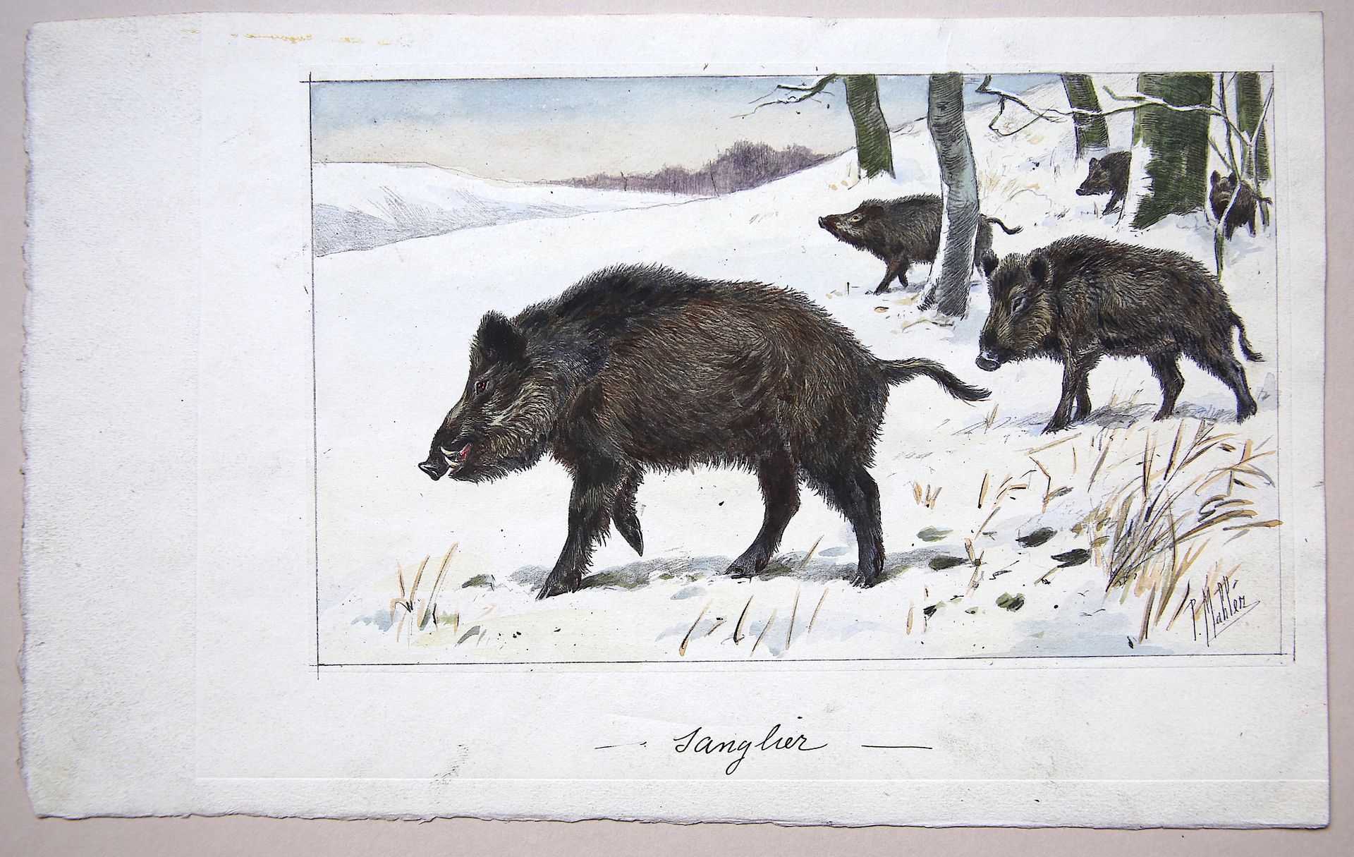 Null 
保罗-马勒（19世纪末-20世纪）。

"冬日里的野猪群，雪景"。

水粉画，右下方有签名，中间有标题 "野猪"。

尺寸：15.5 x 25.5厘&hellip;