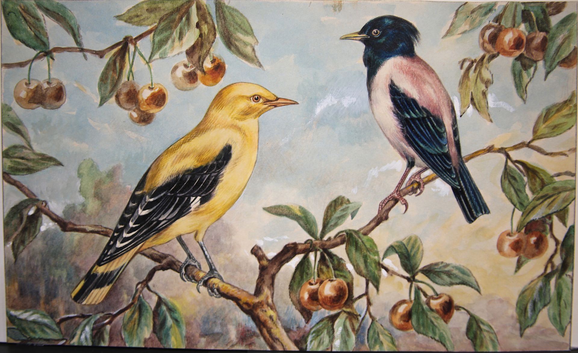 Null 
保罗-马勒（十九世纪二十世纪末），归功于
两只鸟在一起：马汀雀和黄鹂鸟
无署名水粉画，带框
尺寸：18 x 30 cm