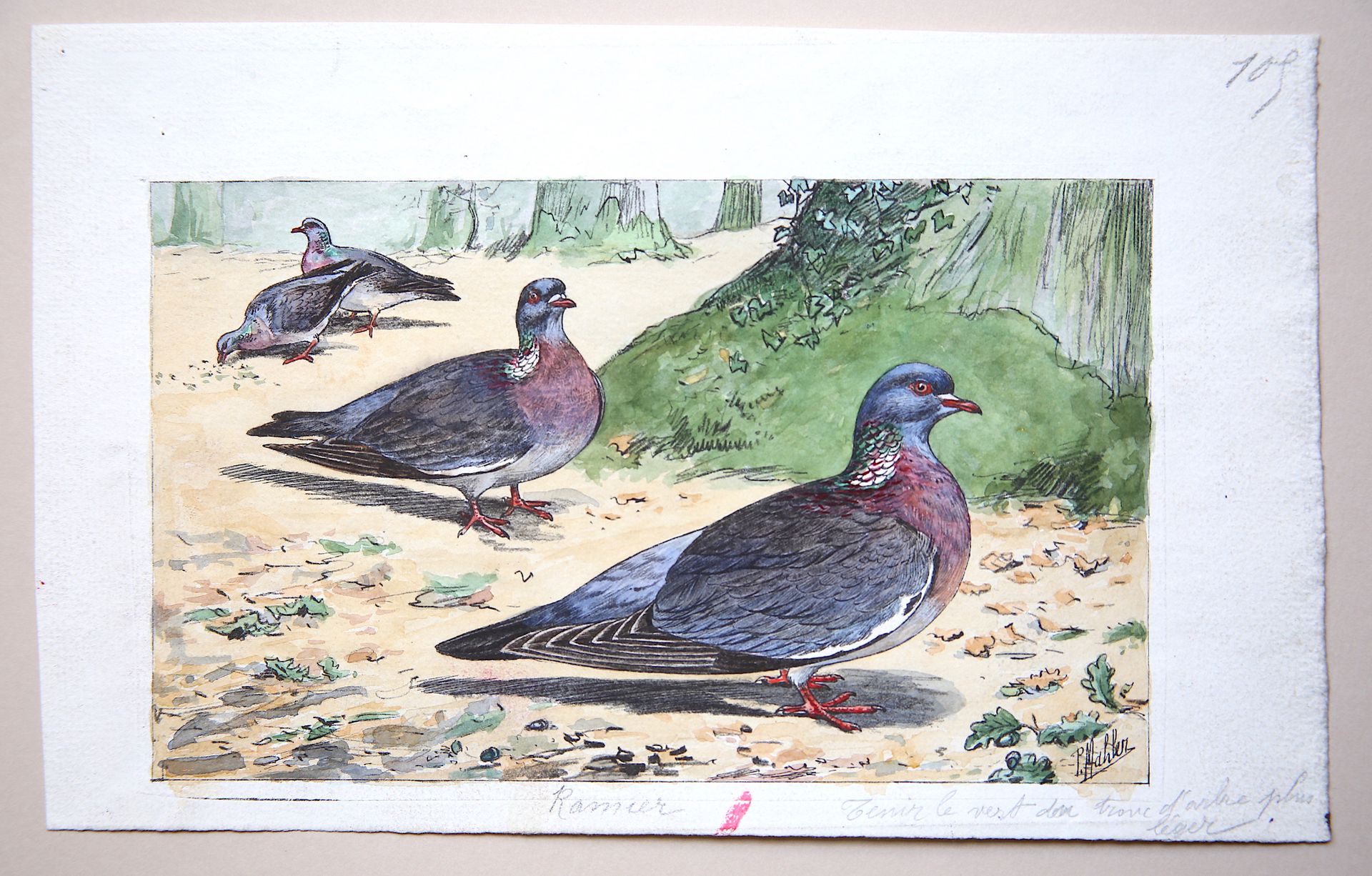 Null 
保罗-马勒（19世纪末-20世纪）。
"木鸽子"。
水粉画，右下角有签名，有标题。用铅笔提到 "把树干的绿色拿得更轻"。
尺寸：15 x 24厘米