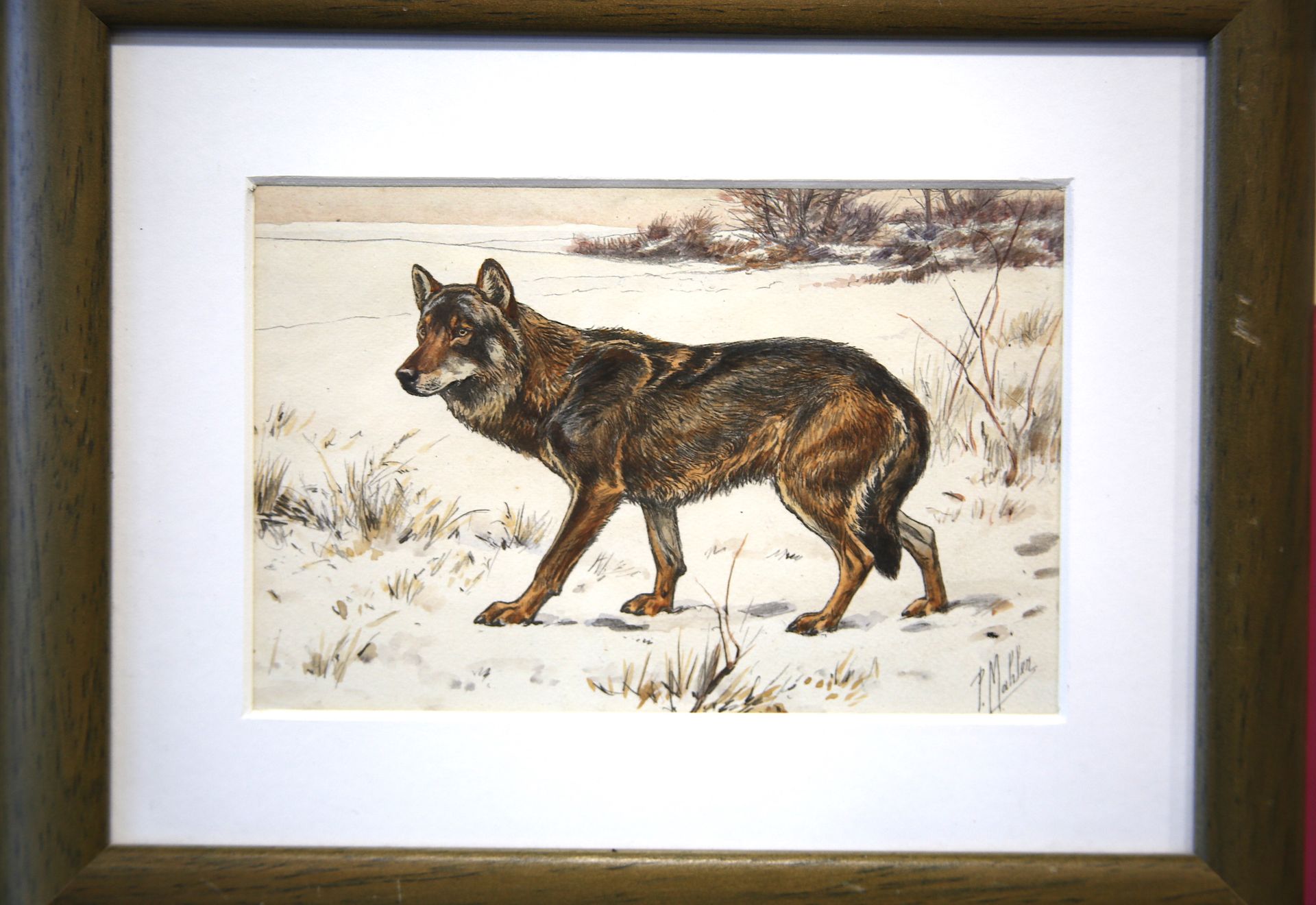 Null 
Paul MAHLER ( fin XIXe - XXe siècle).
"Loup aux aguets"
gouache signée en &hellip;