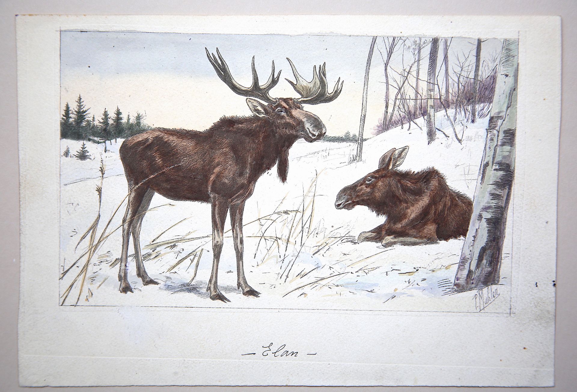 Null 
保罗-马勒（19世纪末-20世纪）。

"几只麋鹿"。

右下角有签名的水粉画

尺寸：15.5 x 22.4厘米