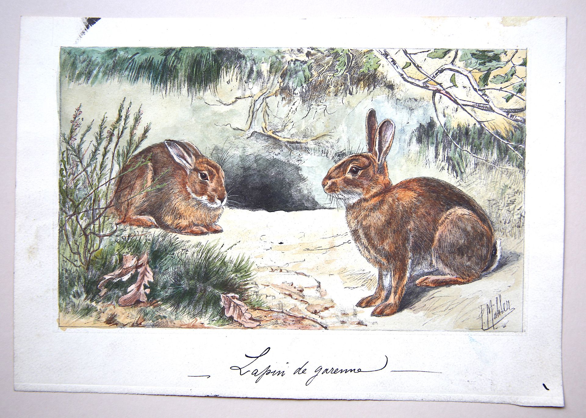 Null 
保罗-马勒（19世纪末-20世纪）。
"荒野上的兔子"。
右下角有签名的水粉画
尺寸：15 x 22 cm