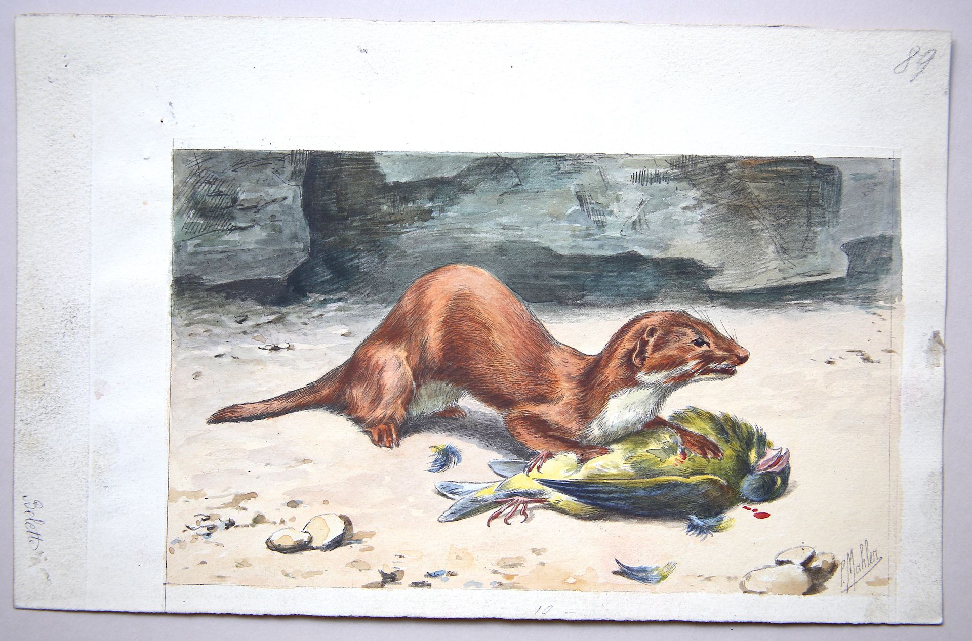 Null 
保罗-马勒（19世纪末-20世纪）。

"黄鼠狼和它的猎物"。

右下角有签名的水粉画

尺寸：15.5 x 24.4厘米