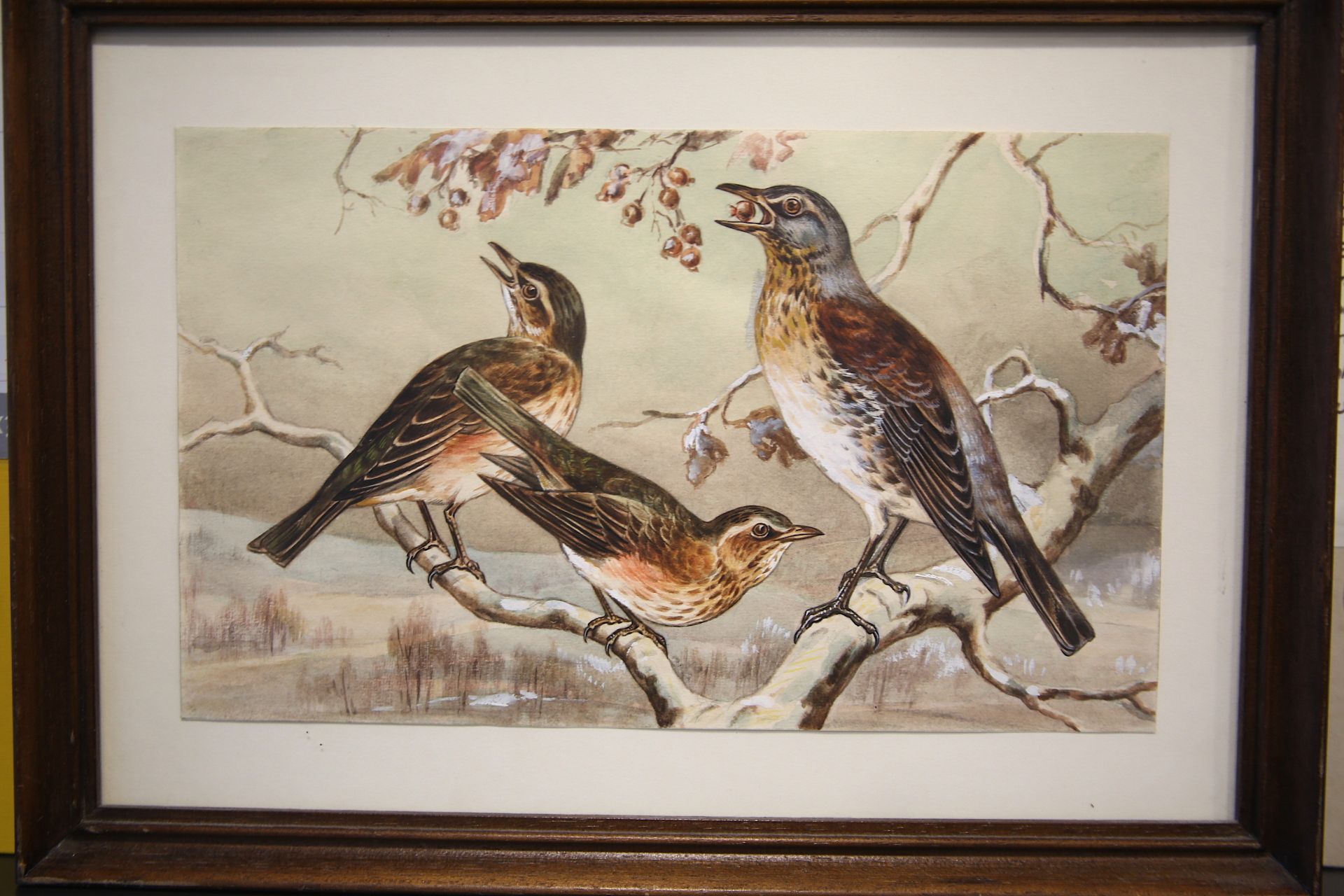 Null 
保罗-马勒（19世纪末-20世纪），归功于
"三鸟连环：黑鸫和黑鸫
无署名水粉画，带框
尺寸：18 x 30 cm