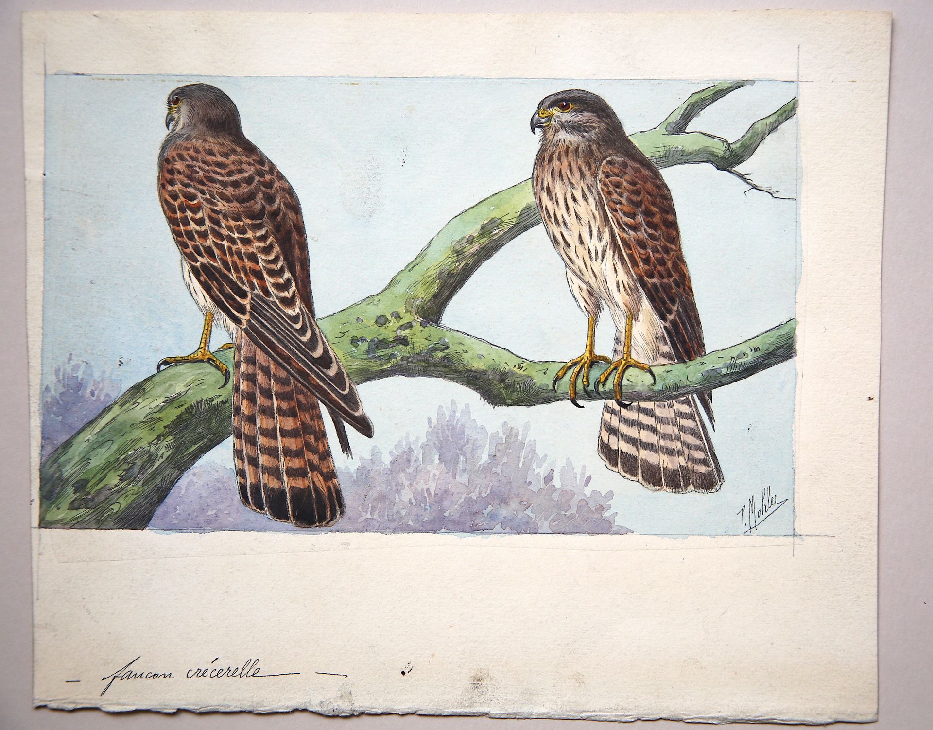 Null 
Paul MAHLER ( fin XIXe - XXe siècle).
"Couple de faucons crécerelles"
goua&hellip;
