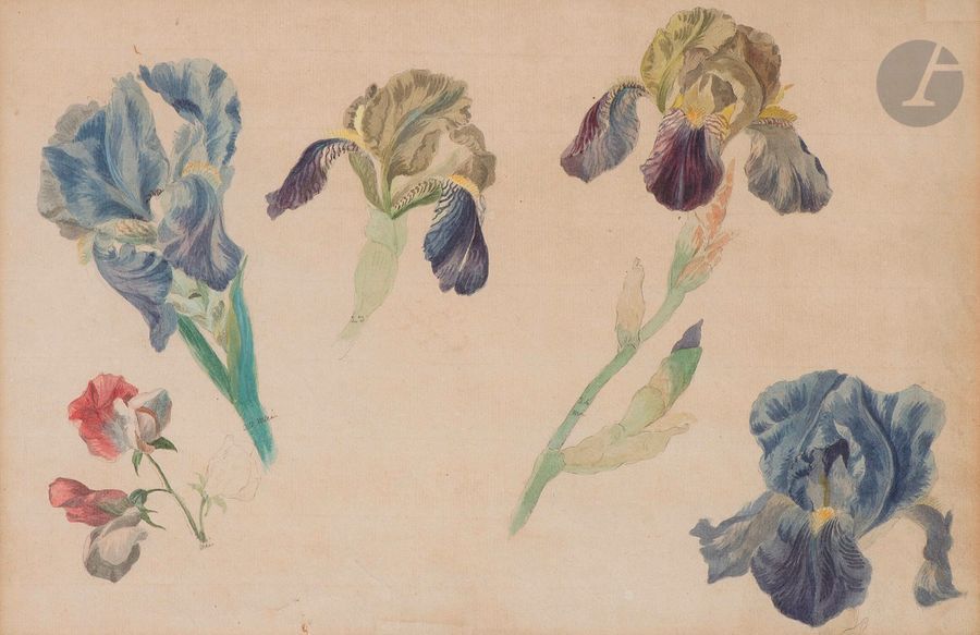 Null École française du XIXe siècle
Étude de fleurs
Aquarelle.
25 x 39,5 cm
