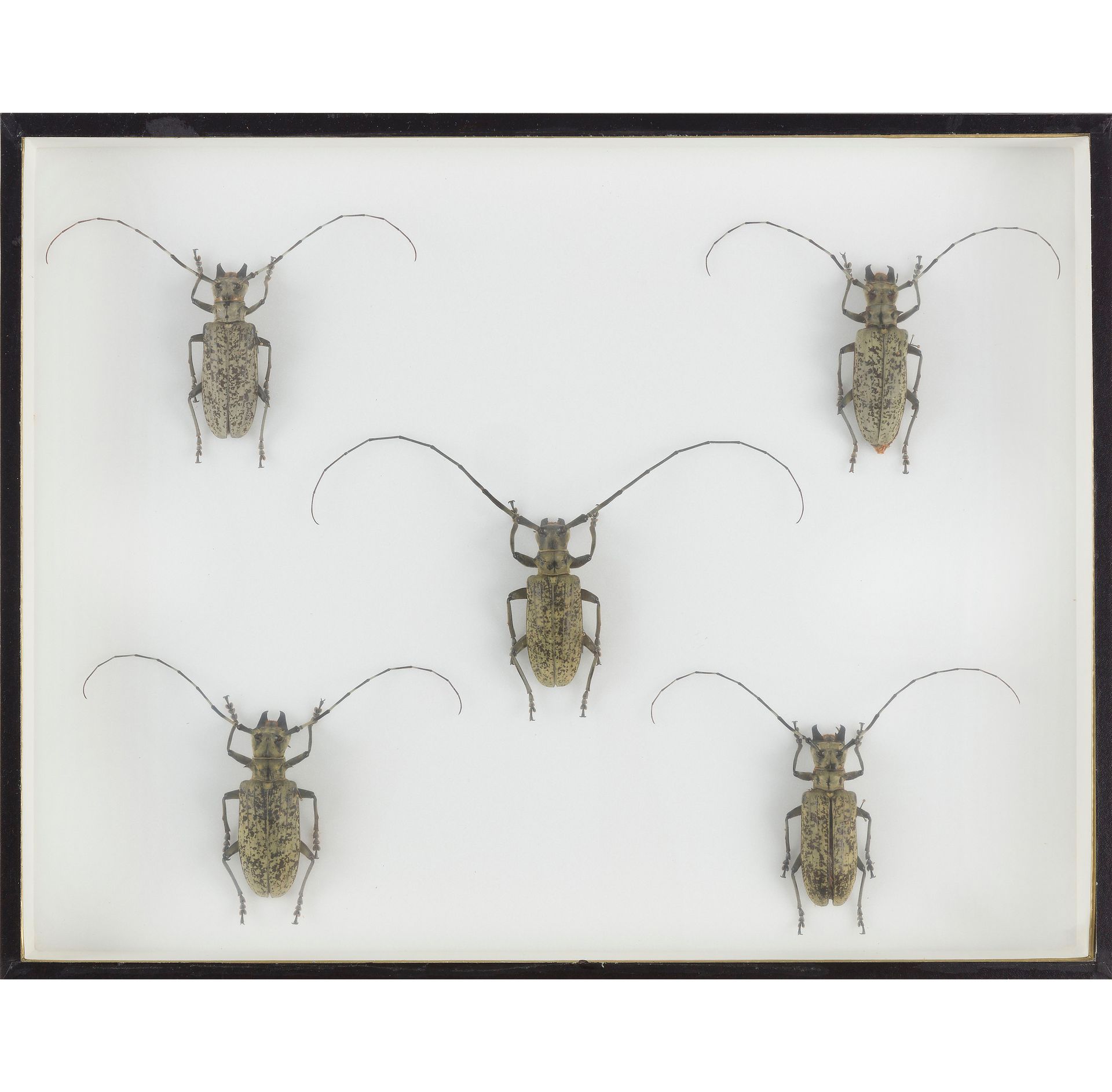 Null A set of two insect boxes consisting of :

Phasmidae (6 males, 5 females) f&hellip;
