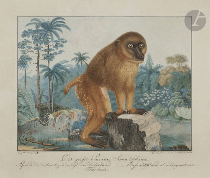 Null Aloys ZÖTL (1803 - 1887)
Der Grosse Pavian. Simia Sphinx, 1836
Aquarelle et&hellip;