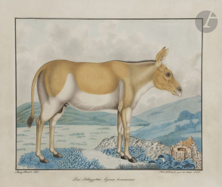 Null Aloys ZÖTL (1803 - 1887)
Der Dshiggetai. Equus hemionius, 1880
Aquarelle et&hellip;