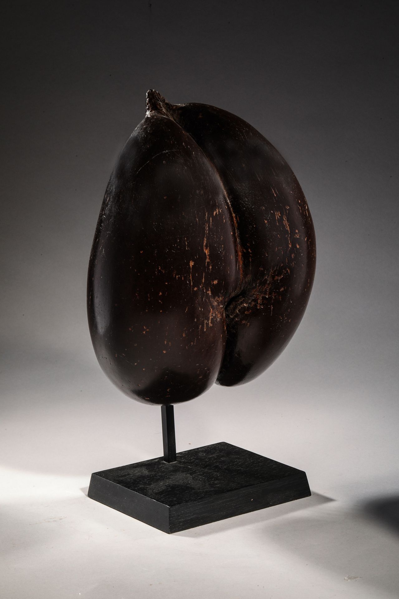 Null COCO-FESSE，海棕榈树的果实。
塞舌尔 20世纪
H.32厘米