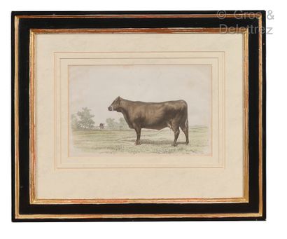 null Ecoles du XIXe siècle

Vaches aux champs

Suite de quatre lithographies en couleur

22...