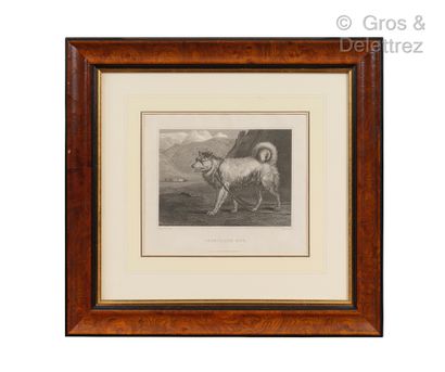 null P. REYNAGLE A.R A

Fox Hounes, Irish Grey Hounds, Setter et Greenland Dog

Suite...