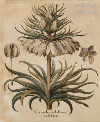 null A series of six colour engravings representing 50 x 40cm botanical plates. ...