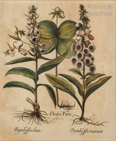 null A series of six colour engravings representing 50 x 40cm botanical plates. ...
