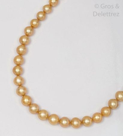 null Collier de perles de culture «?Gold?» des mers du sud en chute, le fermoir en...