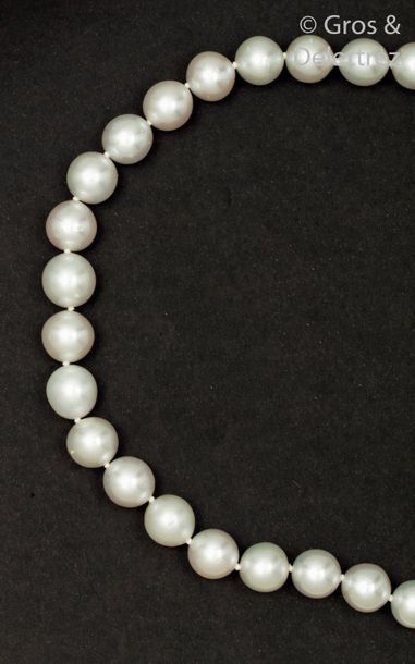 null Necklace of falling cultured pearls, the yellow gold clasp hidden in a pearl....