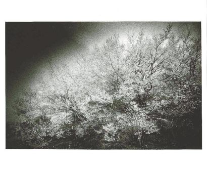 Daido Moriyama (1938, vit à Tokyo) Cherry Blossom (1972) tirage noir et blanc, signé...
