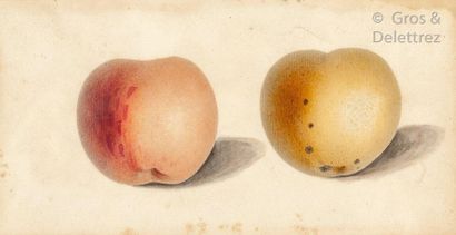 Entourage de Pancrace BESSA (1772-1835) Les deux pommes

Aquarelle sur papier contrecollé

13...